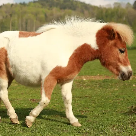 Penzion Faunapark Lipová-lázně