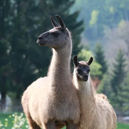 Faunapark Lipova-lazne * Lipova Lazne
